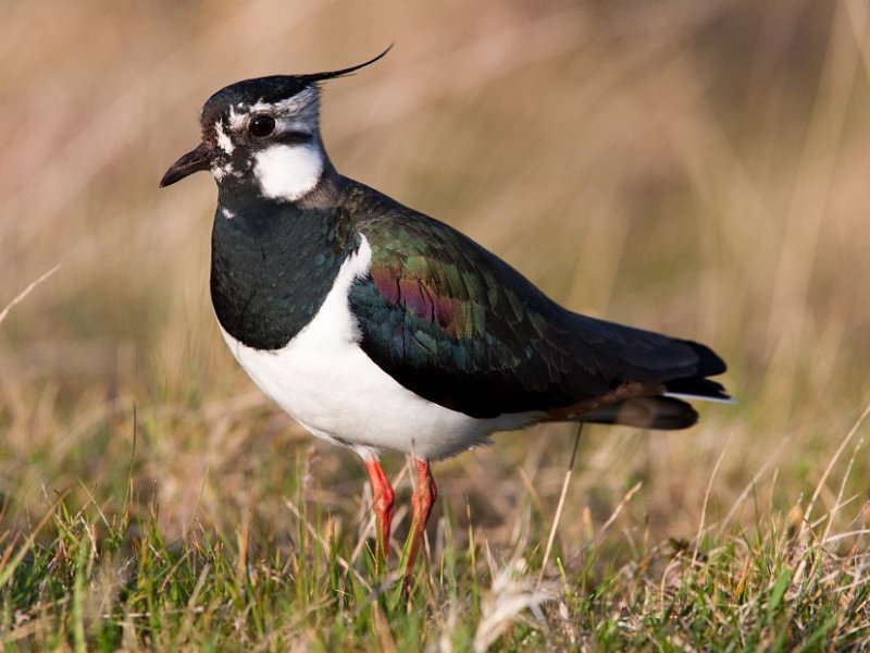 Lapwing